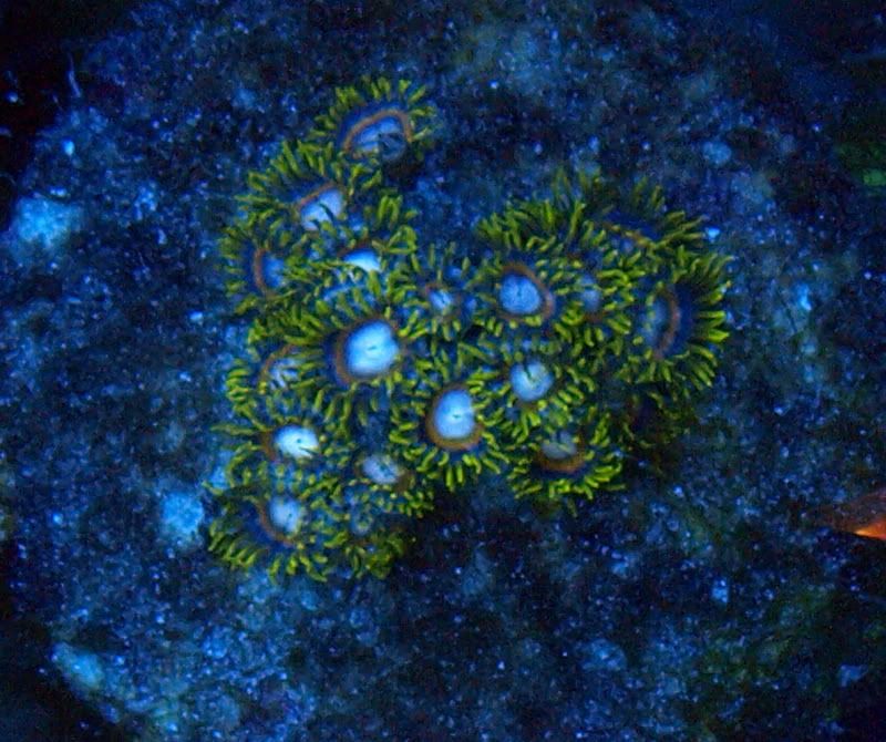 Jawbreaker Zoas..post your pics here REEF2REEF Saltwater and Reef